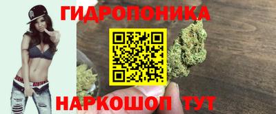 индика Кингисепп